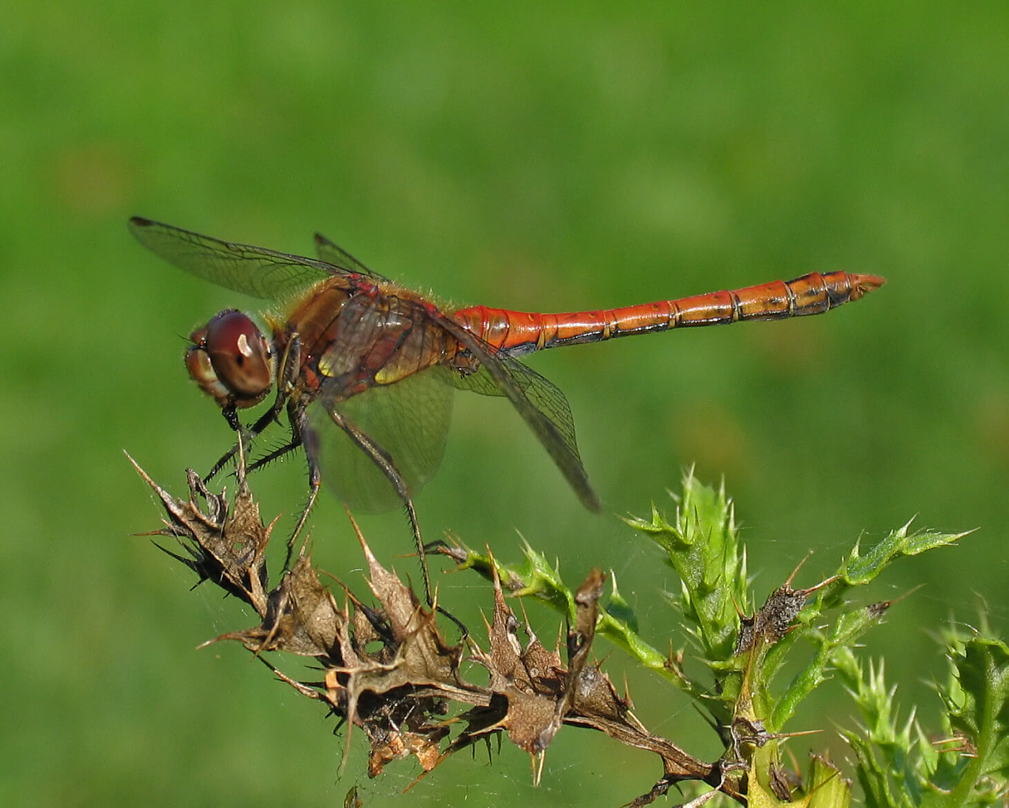 Male Common Darter showing yellow thorax panels by David Kitching